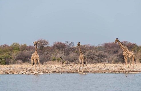 Giraffes (Giraffa camelopardis) drinking