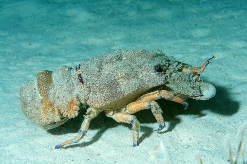 Mediterranean Slipper Lobster (Scyllarides latus)