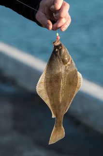 Fisherman holding a hooked flounder or plaice on a fishing line