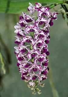 Giant Rhynchostylis orchid (Rhynchostylis gigantea)