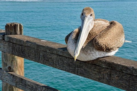 Brown Pelican (Pelecanus occidentalis)