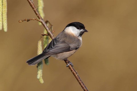 Willow Tit (Parus montanus) perched on a flowering Hazel branch (Corylus avellana)
