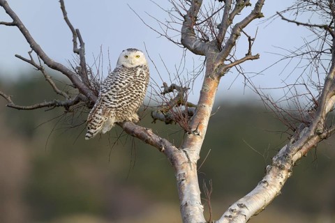 Snowy Owl (Bubo scandiacus)