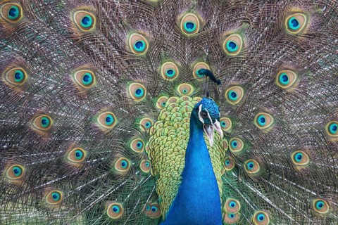 Indian Peafowl or Blue Peafowl (Pavo cristatus)