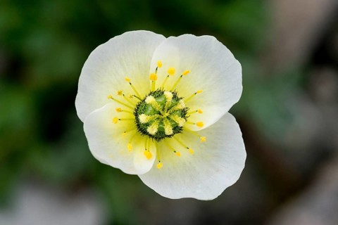 Svalbard poppy (Papaver dahlianum)