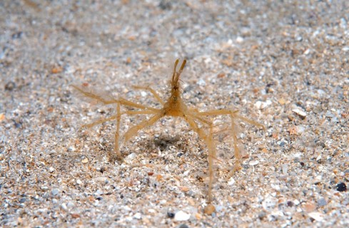 Common Spider Crab (Macropodia rostrata)