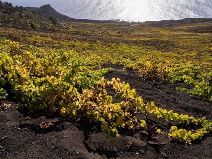 Flat-growing grapevines growing on black lava soil