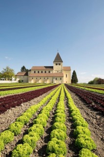 Lettuce field