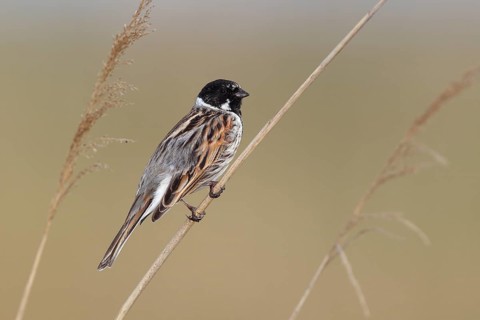 Common Reed Bunting (Emberiza schoeniclus)