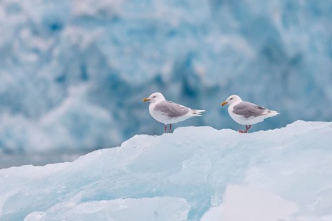 Glaucous Gulls (Larus hyperboreus) standing on an iceberg