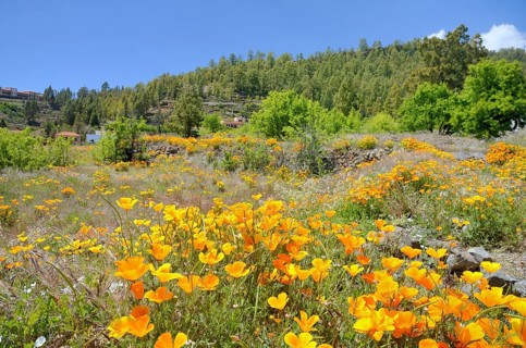 California Poppies or Golden Poppies (Eschscholtzia california) on a uncultivated land in the flower town of Vilaflor