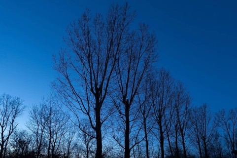Trees as silhouettes against a blue evening sky