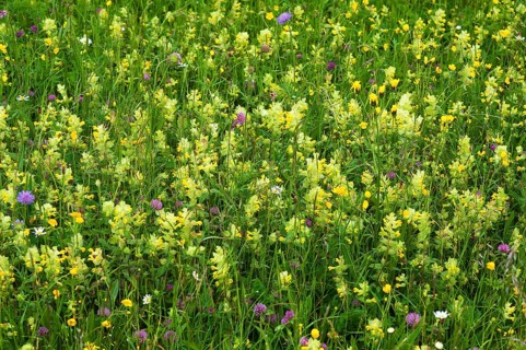 European Yellow Rattle (Rhinanthus alectorolophus) on a flowering spring meadow