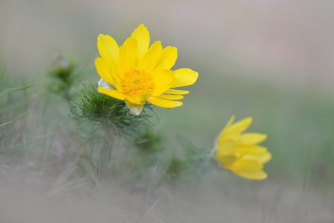 Pheasant's eye (Adonis vernalis)