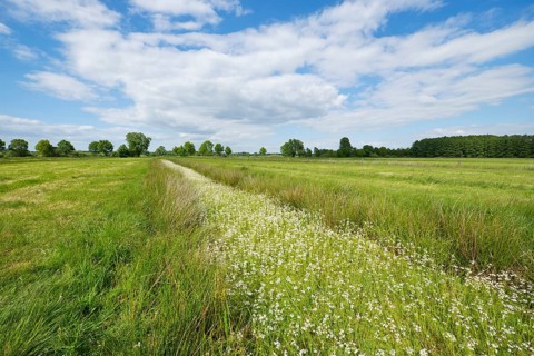 Water Violets or Featherfoil (Hottonia palustris) flowering in a ditch