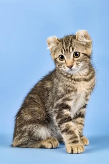Breedcat American Curl (Felis silvestris catus)