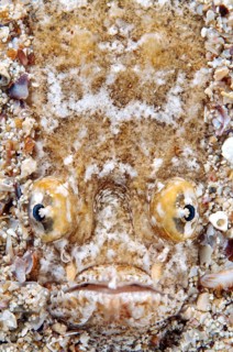 Atlantic Stargazer (Uranoscopus scaber)