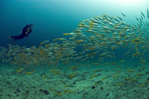 Scuba diver with a school of Yellowtail Snapper (Ocyurus chrysurus)