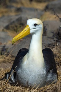 Waved Albatross (Phoebastria irrorata)