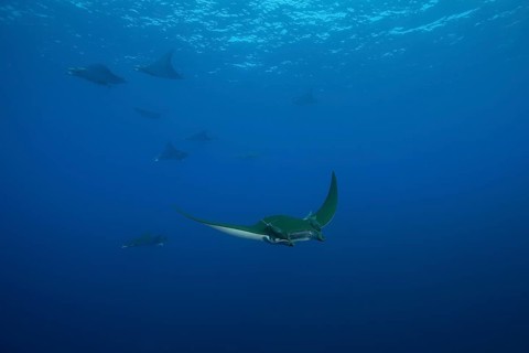 Sicklefin Devil Rays or Box Rays (Mobula tarapacana)