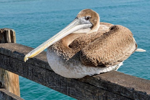 Brown Pelican (Pelecanus occidentalis)