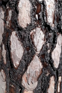 Bark with fire damage