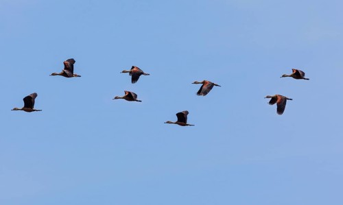 Lesser Whistling Ducks (Dendrocygna javanica)