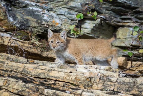 Young wild Eurasian Lynx (Lynx lynx)