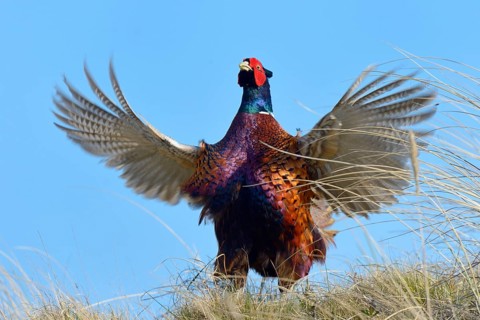 Common Pheasant (Phasianus colchicus)