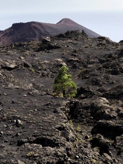 A sole Canary Island Pine (Pinus canariensis) growing in the volcanic landscape
