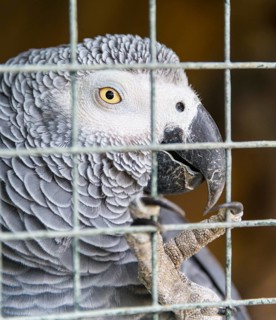 Grey Parrot (Psittacus erithacus)