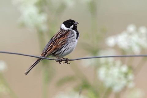 Common Reed Bunting (Emberiza schoeniclus)