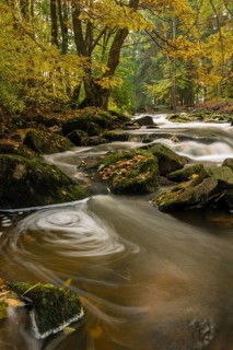 Brook in autumn