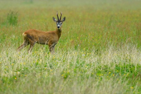 Roe Deer (Capreolus capreolus)