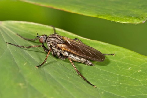 Common stiletto (Thereva nobilitata)