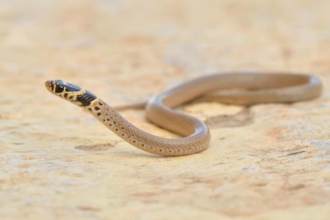 Ring-headed Dwarf Snake (Eirenis modestus)