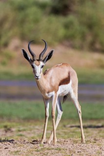 Springbok (Antidorcas marsupialis)