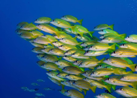 School of Bluestripe Snappers (Lutjanus kasmira)