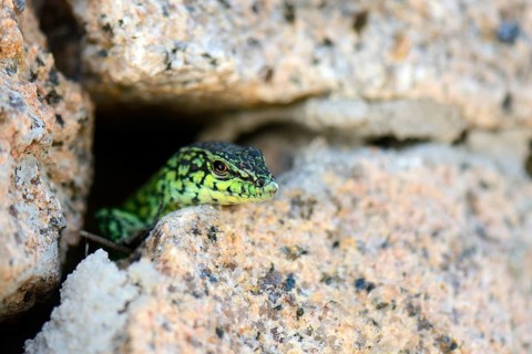 Tyrrhenian Wall Lizard (Podarcis Tiliguerta)