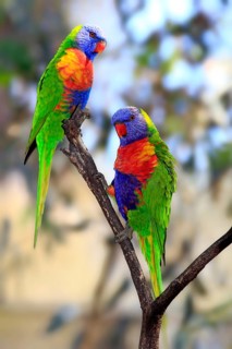 Rainbow Lorikeets (Trichoglossus haematodus)