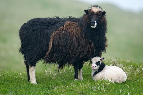 Ewe with lamb