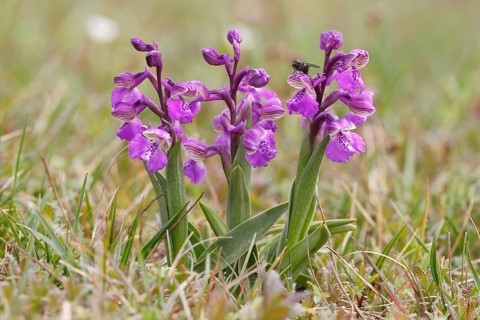 Green-winged Orchid or Green-veined Orchid (Orchis morio)