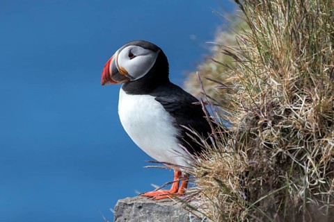 Puffin (Fratercula arctica)