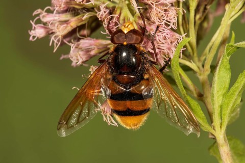 Hornet Mimic Hoverfly (Volucella zonaria) male on boneset (Eupatorium)