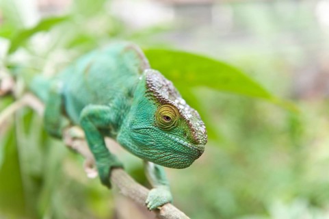 Parsons Chameleon (Calumma parsonii) on a branch