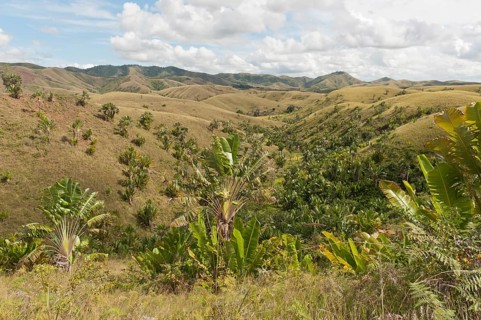 Deforested hills with forests of Traveller's Trees or Traveller's Palms (Ravenala madagascariensis) in the valleys