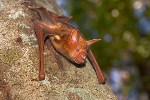 Bat
