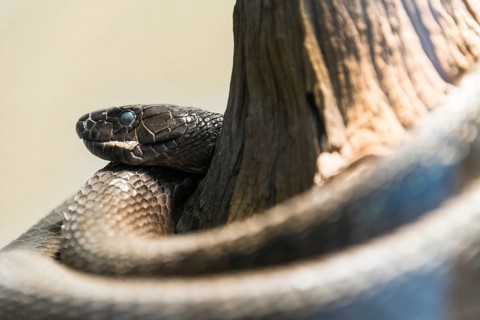 Black Mamba (Dendroaspis polylepis)