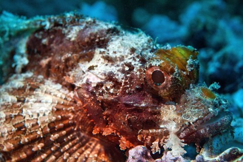 Bearded Scorpionfish (Scorpaenopsis barbata)