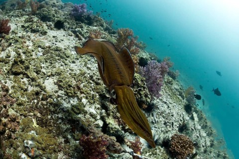 Bigfin Reef Squid (Sepioteuthis lessoniana)